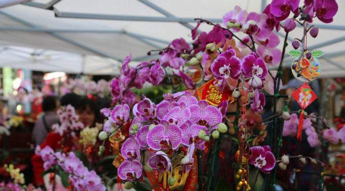 “How to Keep Fresh Flowers Arranged for Up to 3 Days Without Overwatering”