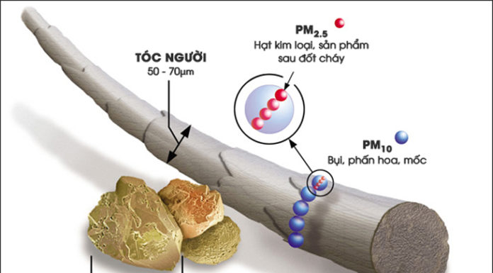 Harmful Effects of PM2.5 Fine Dust and How to Prevent It