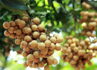 Risk of Acne May Increase with Increased Fruit Consumption