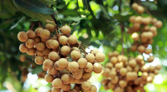 Risk of Acne May Increase with Increased Fruit Consumption