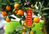 Tips for Caring for Kumquats After Tet to Ensure Successful Planting the Following Year