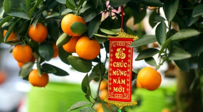 Tips for Caring for Kumquats After Tet to Ensure Successful Planting the Following Year
