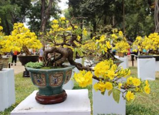 Tips for Making Apricot Blossoms Last During Tet