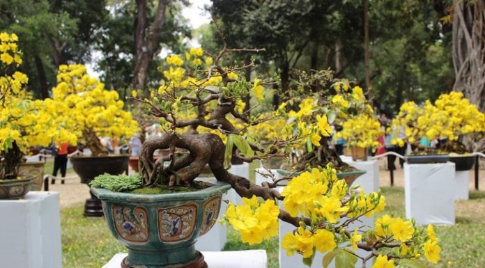 Tips for Making Apricot Blossoms Last During Tet