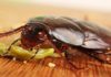 Six All-Natural Solutions for Getting Rid of Cockroaches at Home