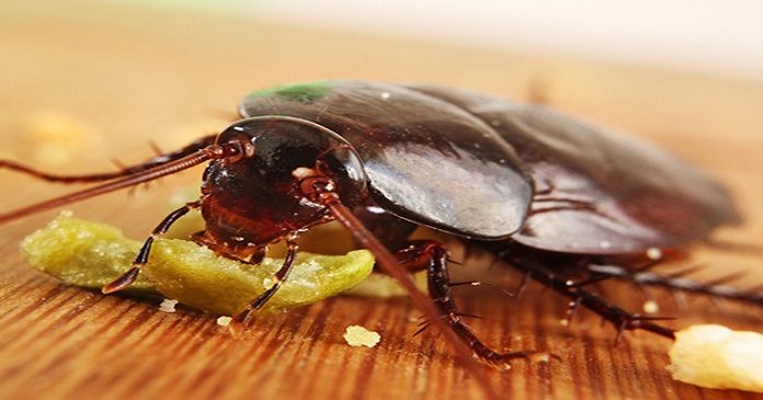 Six All-Natural Solutions for Getting Rid of Cockroaches at Home