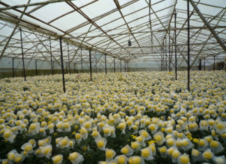 Tips to Help Flowers Bloom in Time for Tet Holiday