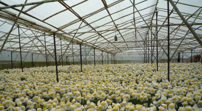 Tips to Help Flowers Bloom in Time for Tet Holiday