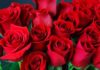 Unlocking the Power of Roses to Win Her Heart on Valentine’s Day