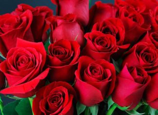 Unlocking the Power of Roses to Win Her Heart on Valentine’s Day