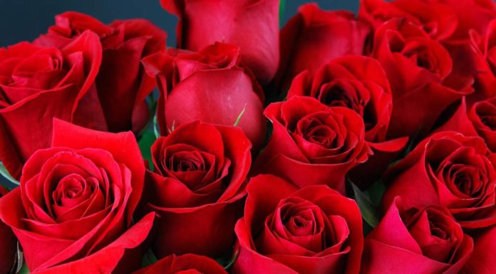 Unlocking the Power of Roses to Win Her Heart on Valentine’s Day