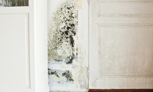 How to Effectively Prevent Mold in Your Home