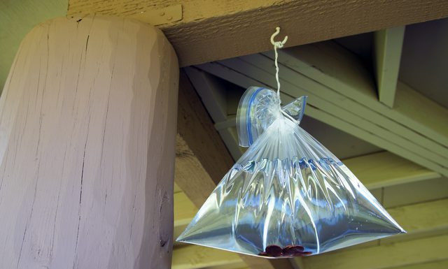 11 Quick and Easy Strategies to Get Rid of Flies This Summer