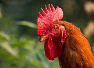 How to Select the Best Tasting Chicken – Fresh or Pre-Prepared?