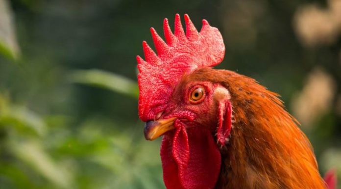 How to Select the Best Tasting Chicken – Fresh or Pre-Prepared?