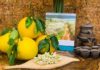 “Utilizing this New Method Allows Dien Pomelo Leaves to Remain Fresh for Up To Three Months Despite Hot or Humid Conditions”