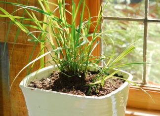 16 Best Houseplants to Keep Mosquitoes Away