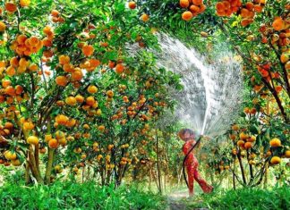 Explore the Remarkable Sites of Tien Giang: A Tourist’s Guide