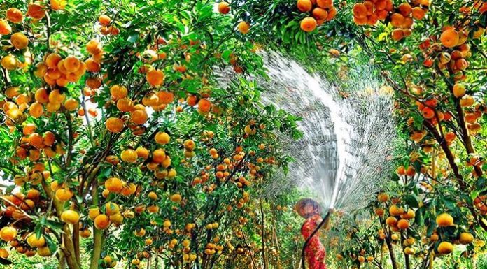 Explore the Remarkable Sites of Tien Giang: A Tourist’s Guide