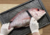 “Step-by-Step Guide: Achieving the Perfectly Filleted Fish”