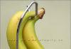 Tips for Prolonging the Freshness of Bananas