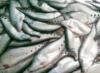 Show Off Your Culinary Skills with These 2 Quick Snakehead Fish Deboning Techniques