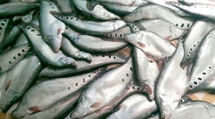 Show Off Your Culinary Skills with These 2 Quick Snakehead Fish Deboning Techniques