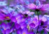 The Popularity and Meaning of More than 20 Eye-catching Purple Flowers