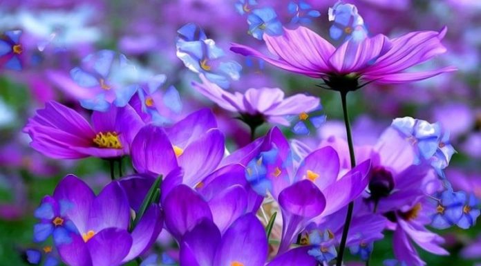 The Popularity and Meaning of More than 20 Eye-catching Purple Flowers