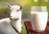 Making Goat Milk Soap at Home: 3 Easy Ways to Get Unexpectedly White Skin