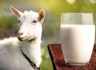 Making Goat Milk Soap at Home: 3 Easy Ways to Get Unexpectedly White Skin