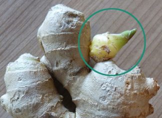 Avoid Bringing Home Diseases for the Whole Family: Don’t Make Mistake #2 When Buying Ginger