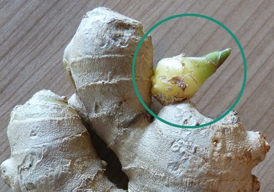 Avoid Bringing Home Diseases for the Whole Family: Don’t Make Mistake #2 When Buying Ginger