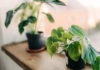 Avoid These 4 Mistakes when Growing Plants Indoors