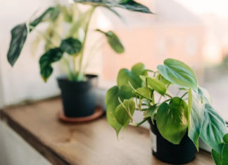 Avoid These 4 Mistakes when Growing Plants Indoors