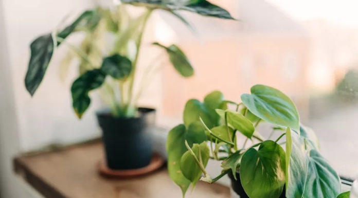 Avoid These 4 Mistakes when Growing Plants Indoors