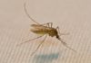 “6 Natural Ways to Keep Mosquitoes Away For Good”