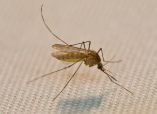 “6 Natural Ways to Keep Mosquitoes Away For Good”