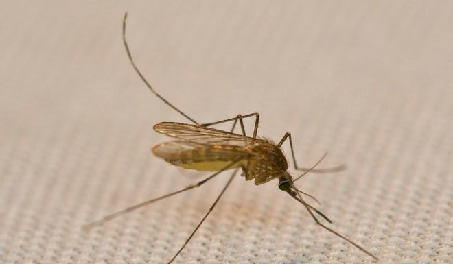 “6 Natural Ways to Keep Mosquitoes Away For Good”