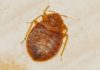 Identifying Signs Your Home is Infested with Bedbugs