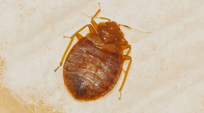 Identifying Signs Your Home is Infested with Bedbugs