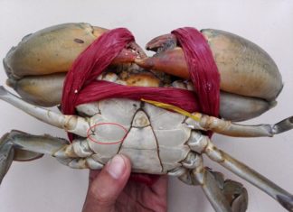 How to Choose Crabs and Clams with High Meat Content