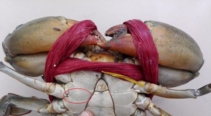 How to Choose Crabs and Clams with High Meat Content