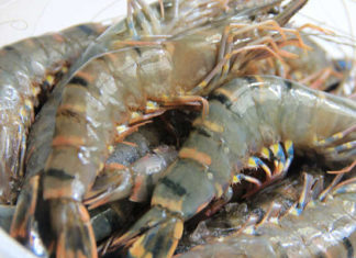 How to Select and Purchase Tasty and Fresh Shrimp