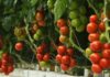 Tips for Selecting and Purchasing Healthy Tomatoes