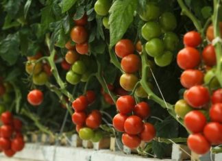 Tips for Selecting and Purchasing Healthy Tomatoes
