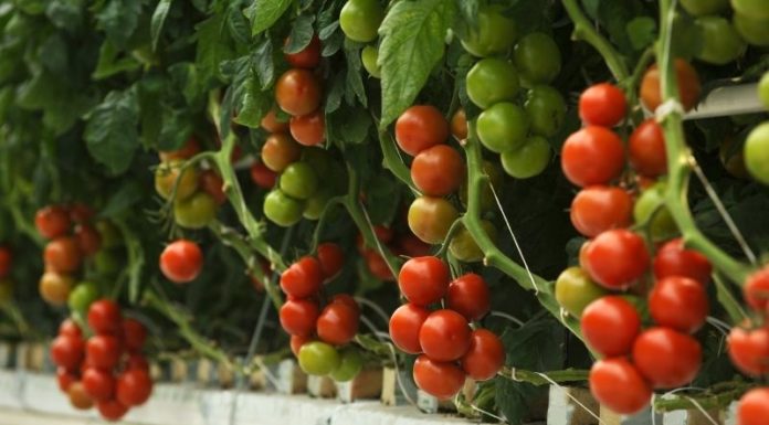 Tips for Selecting and Purchasing Healthy Tomatoes