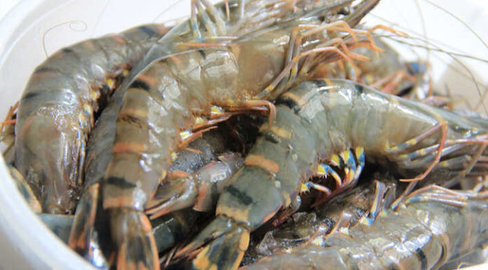 How to Select and Purchase Tasty and Fresh Shrimp