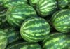 Prolonging Sweetness – Tips for Storing Watermelon for Extended Freshness
