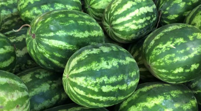 Prolonging Sweetness – Tips for Storing Watermelon for Extended Freshness